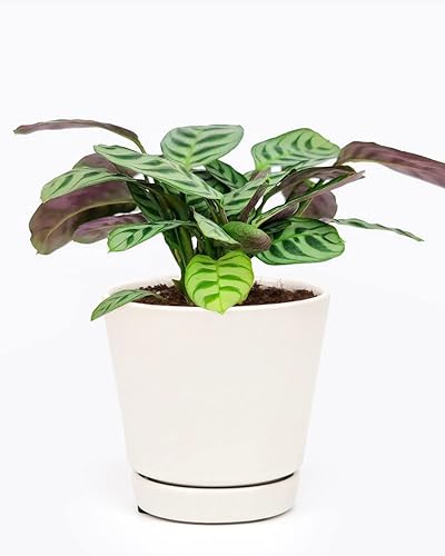 Miniatura 8 de Calathea Burle Marx - Planta de oración de espina de pescado (maceta minimalista blanca de 6 pulgadas con platillo) - Plantas de Calathea - Plantas
