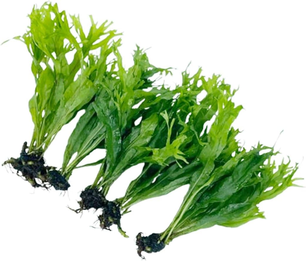 5X Java Fern Windelove Microsorum Pteropus Looses Aquarium Live Plant for Fish Tank Decoration