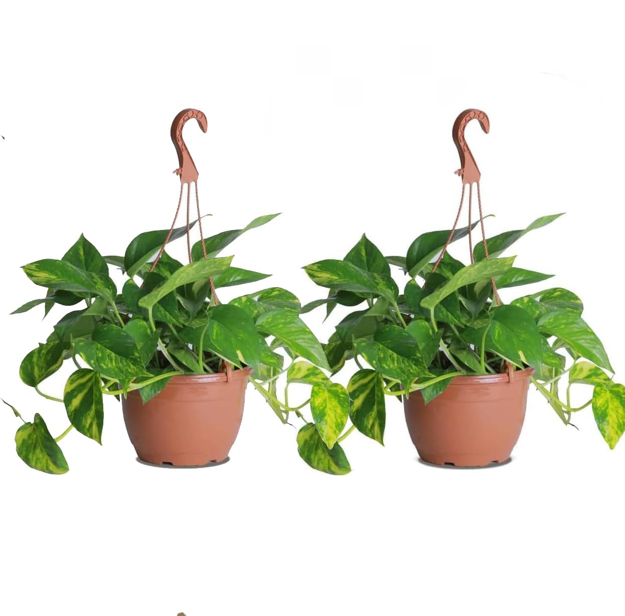 coffee plant art Coffee plant