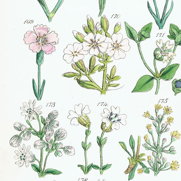 Amazon.co.jp: イギリス アンティーク ボタニカルアート植物画 (John