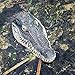 Homarden Alligator Pool Float Prank Stuff (13 x 6 x 3 Inches) - Decor for Goose, Predator, Heron Control - No Remote Control Alligator Head
