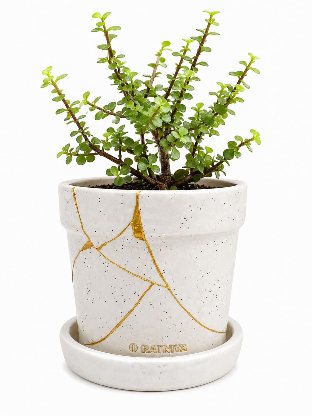 Live Jade Plant in Handmade Kintsugi Ceramic Pot with Tray | Premium Succulent Indoor Plant | Lucky Money Plant for Home & Office Décor | Approx. Height 20–30 cm | Pack of 1-picture-34
