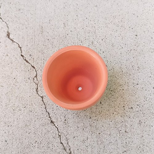 Sedum Dasyphyllum Major Corsican Stonecrop (2'' + Clay Pot) #TOP4