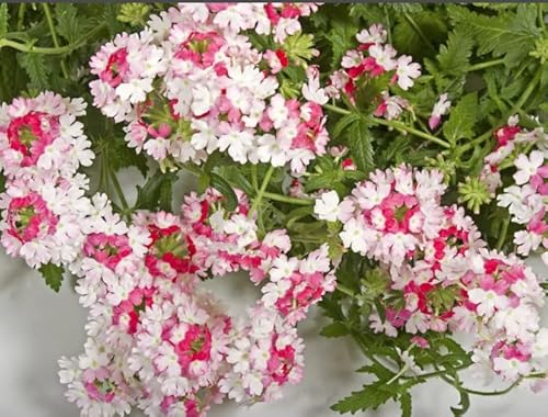 90-Mixed Moss Verbena Seeds- Creeping | Perennial | Cover #TOP6