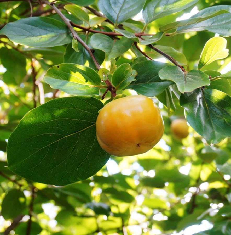 Japanese Persimmon Tree Live Plant Sweet Persimmons Plant Orange Persimmon Tree Grow Outdoor, 3 ft in 3 Gal, No Ship CA