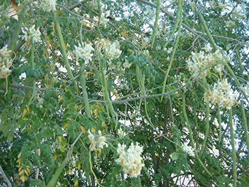Golden Hills Farm® (AVG 50-200) seeds PKM1 Short Dwarf Variety Moringa Oleifera - (B08WWG1JWF) Amazon Price History, Amazon Price Tracker