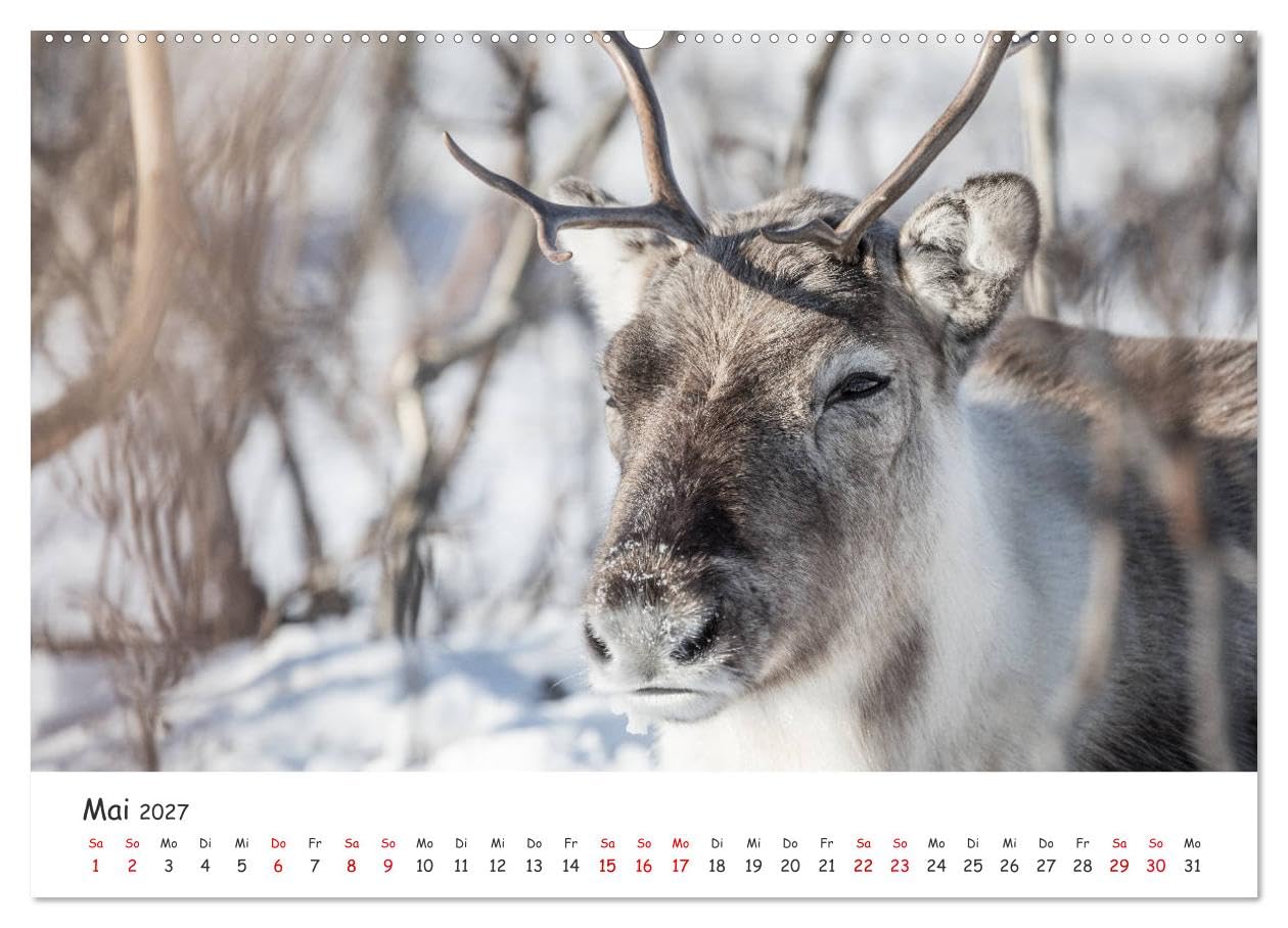 CALVENDO - Rentiere (Wandkalender 2027 DIN A2 quer), Monatskalender: Rentiere aus Nordnorwegen & Spitzbergen