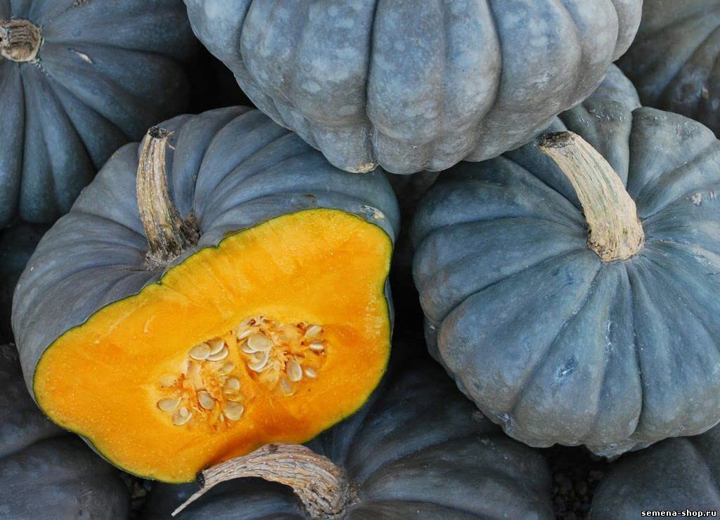 M-Tech Gardens Rare Pumpkin " Blue Giant " Exotic 10 Vegetable Seeds for Growing (B0BPBQYD12) Amazon Price History, Amazon Price Tracker