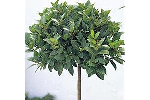 Laurus Nobilis Bay Laurel Tree: A Culinary Herb for Your Home Kitchen