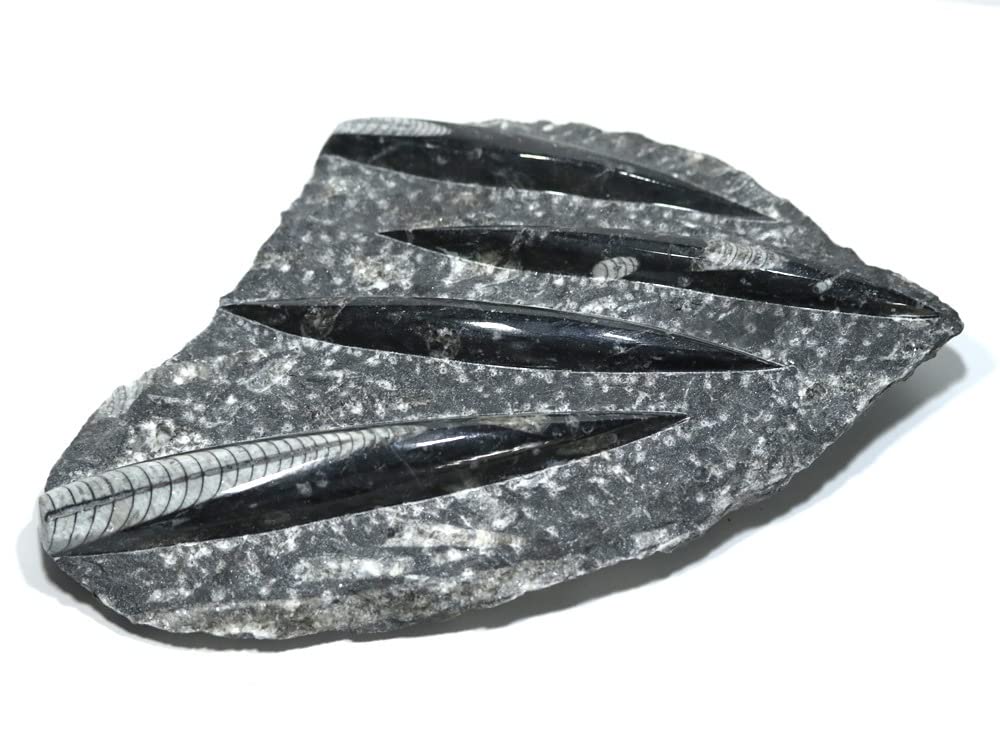 オルソセラス化石複数 片面磨き