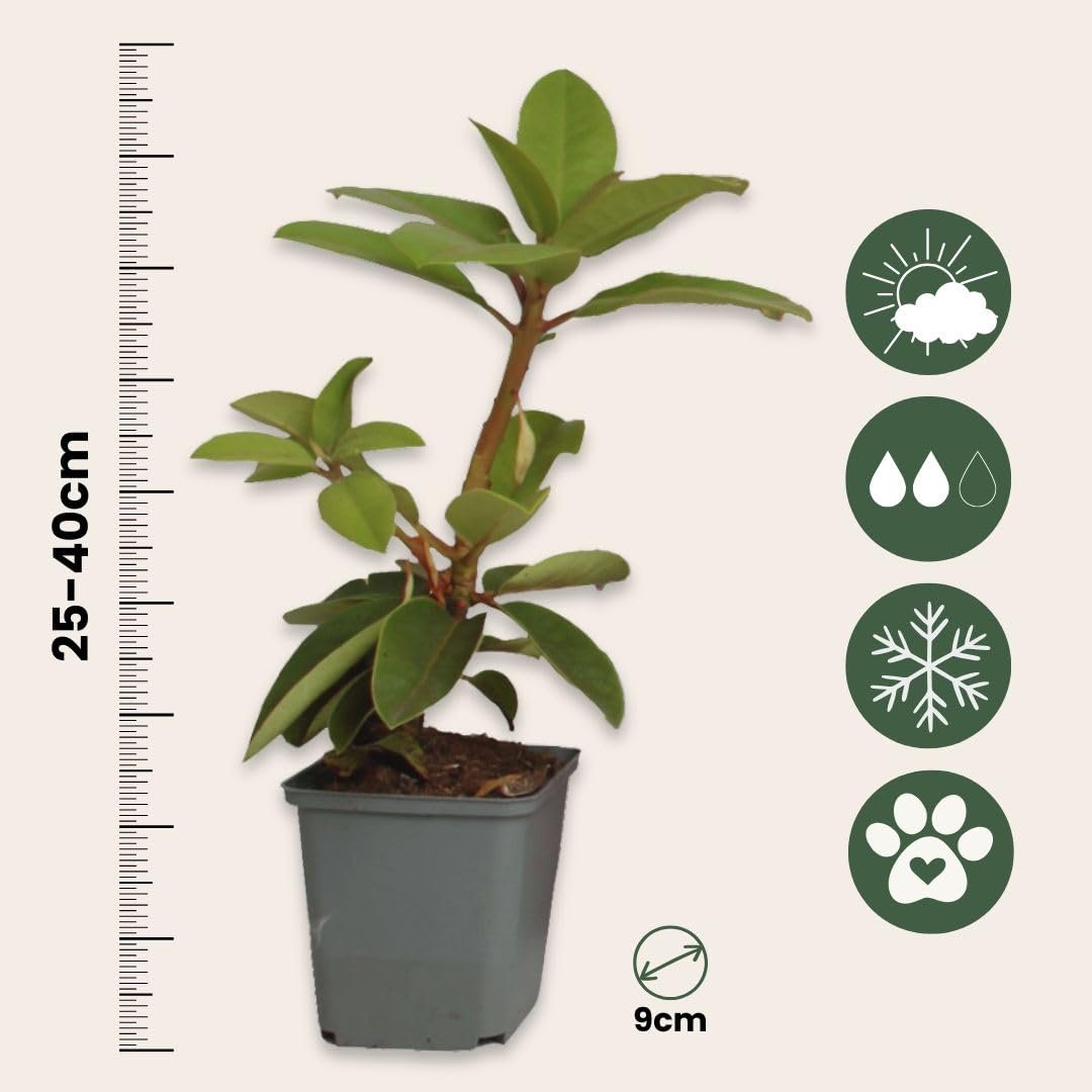 wie viele thuja smaragd pro meter Thuja 'Smaragd' – immergrüne Heckenpflanze, 6 Pflanzen pro Meter, 17-cm  Topf, 60 cm Höhe