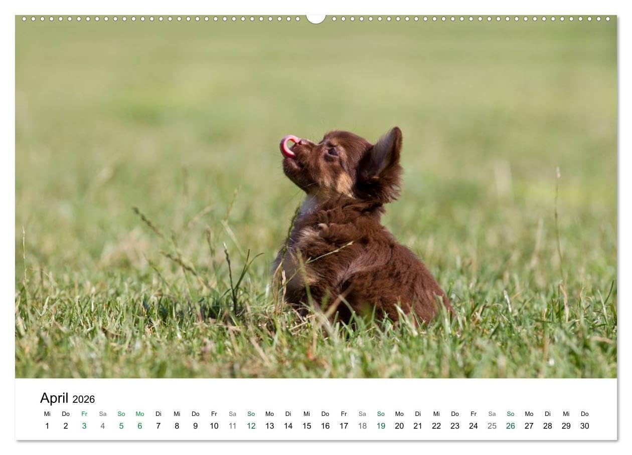 Chihuahuas - kleine Herzensbrecher (hochwertiger Premium Wandkalender 2026 DIN A2 quer), Kunstdruck in Hochglanz: Wunderschöne Outdoor Fotos der kleinen Hunderasse (CALVENDO Tiere)