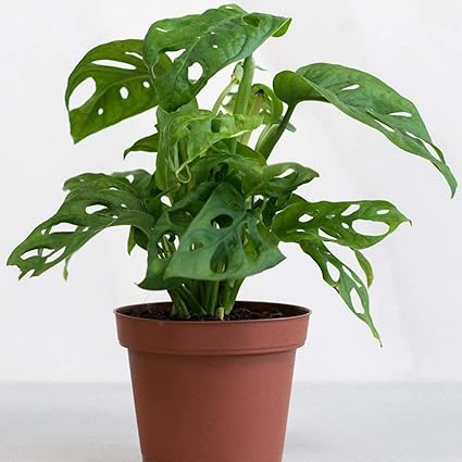 Guruji Plantation Monstera Mini Indoor Plant For Home and Garden with Pot (Pack of 1) (Adansonii Monstera Plant)