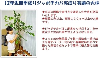 Amazon | 実成り実績大株四季成りジャボチカバ苗木[12年生中葉系実生苗 Amazon | 実成り実績大株四季成りジャボチカバ苗木[12年生中葉系実生苗