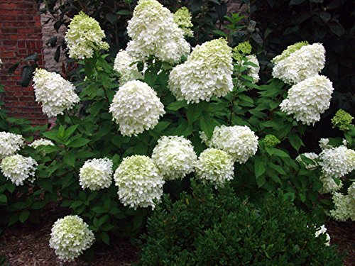 Limelight Hydrangea Paniculata - Live Plant Shipped 1-2 Feet Tall By Das Farms (No California) #TOP1