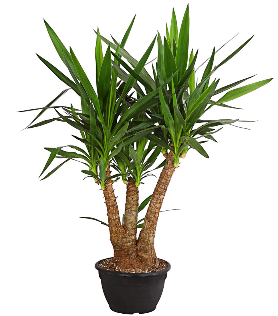 Dehner Yucca-Palme, mehrtriebig, ca. 90-100 cm, Ø Topf 26 cm