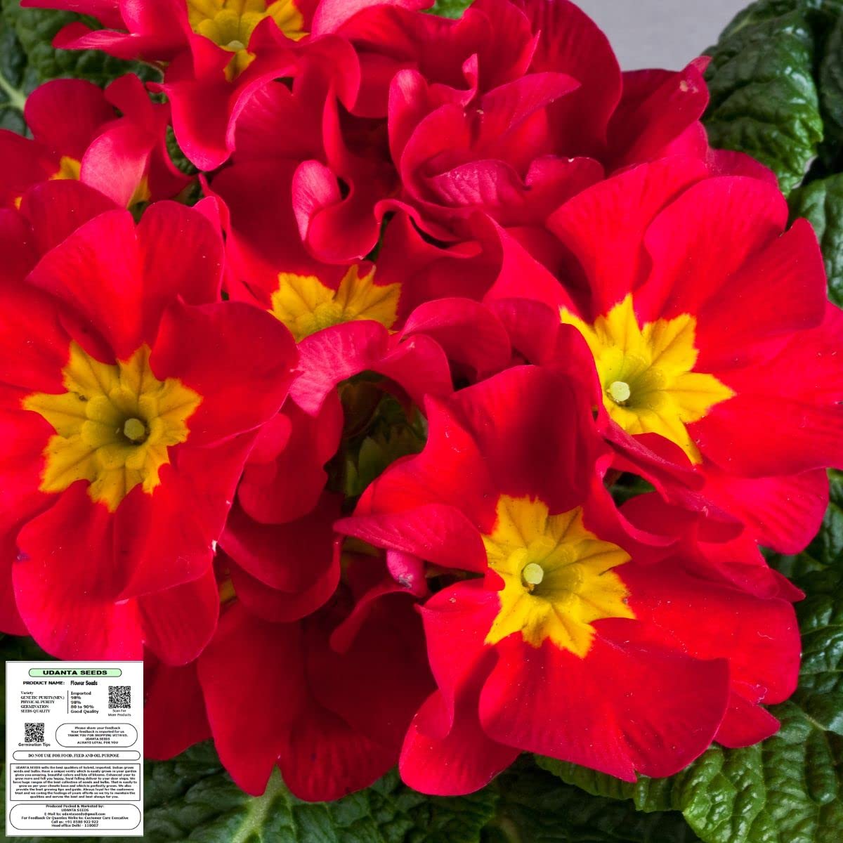 Seeds Primrose - Primula Red Flower Seeds Imported Series - Pack of 50 Seeds