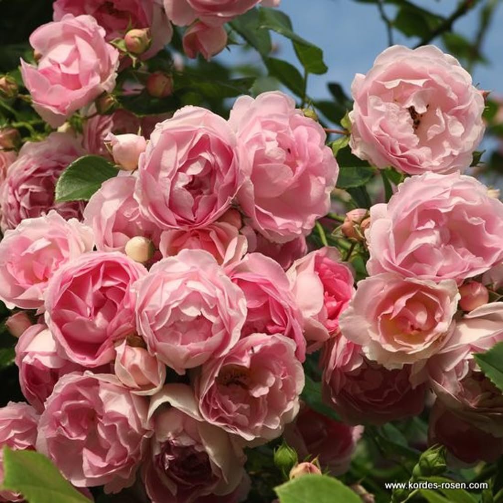 2 x Rose - Rosa 'Jasmina' Topf 25-30 cm - Eine duftende Kletterrose von Kordes mit außergewöhnlicher Schönheit