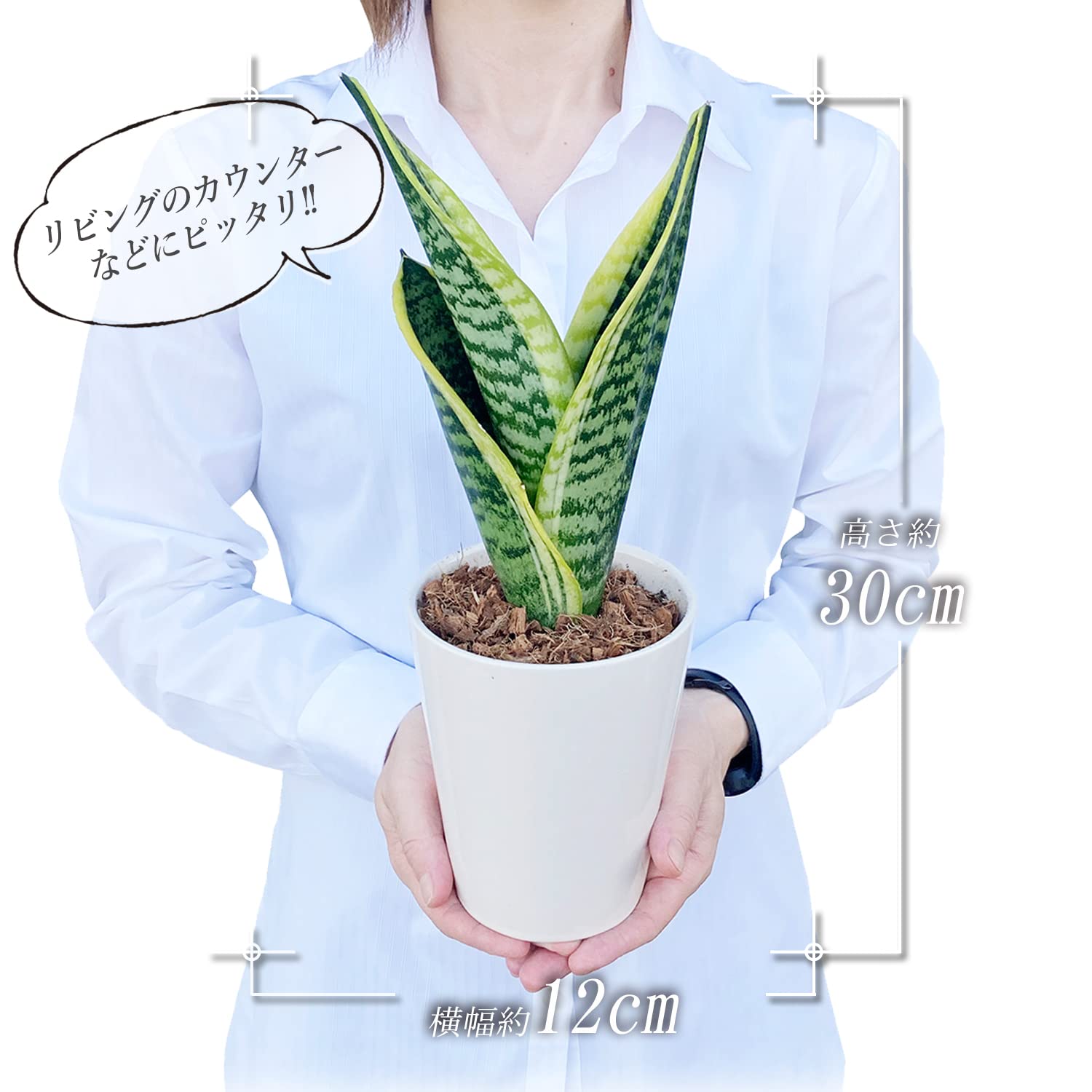 Amazon｜花のギフト社 サンスベリア 虎の尾 サンスベリア鉢植え ミニ
