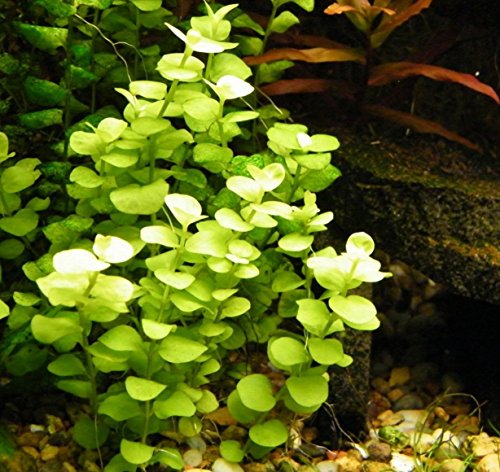 aquarium plant bundle