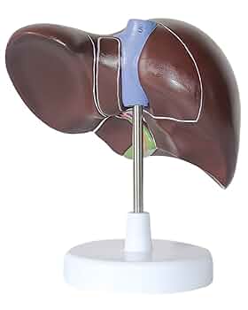 kren　ツキノワグマ　胆嚢 熊の胆