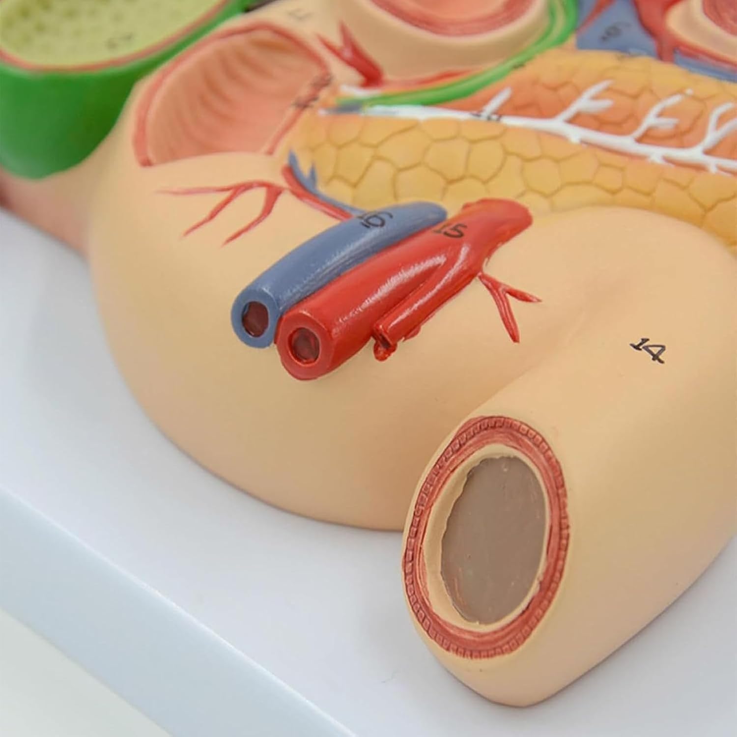 Model przekroju żołądka, naturalnej wielkości ludzka trzustka, wątroba, dwunastnica i pęcherzyk żółciowy, model anatomiczny, podstawa z PVC, odpowiedni do nauczania medycznego