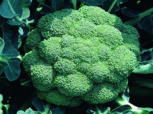 CSNCH 1/4 Pound Seeds of Calabrese Broccoli