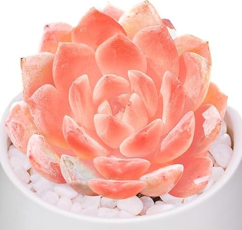 Echeveria Little Beauty - Plantas suculentas vivas raras, mini rosa, 1 cabeza de 2 pulgadas, planta viva sin maceta, colocación en el jardín,