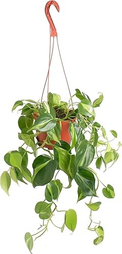 Shop Succulents Heartleaf Philodenron Brasil - Planta colgante, planta de interior viva, planta de interior colgante de hiedra de fácil cuidado en