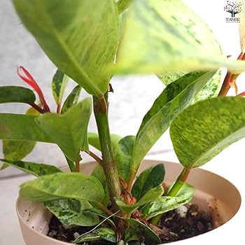 Amazon｜ITANSE フィカス ジン 4号 4個セット【品種で選べる観葉