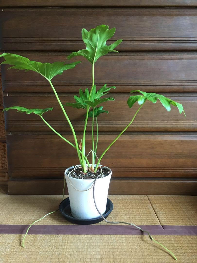 Amazon.co.jp: フィロデンドロン セローム 6号鉢サイズ 手渡し可 : DIY