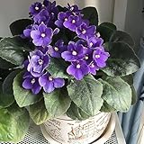 100 piezas semillas de violeta resistentes - flor prado semillas perenne Violeta Africana,Matthiola incana,Violeta semillas de flores silvestres semillas de de