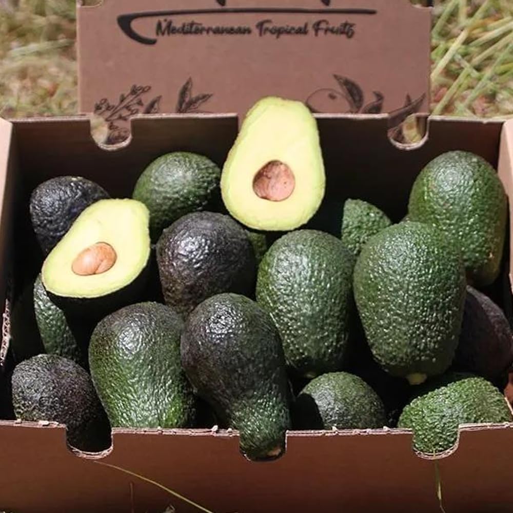 Aguacate Hass fresco 9 Kg producción local Castellón España cultivo sostenible sin químicos