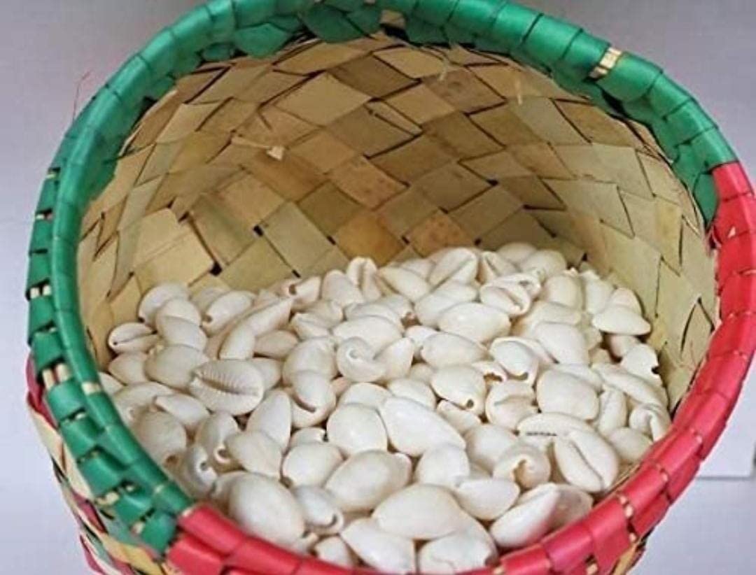 Anshraj White Cowrie Shells for Diwali Laxmi Pujan & Craft - Set of 11 | Kodi Shells for Jewelry, Bracelets, Rakhi, Embroidery & Decoration 1
