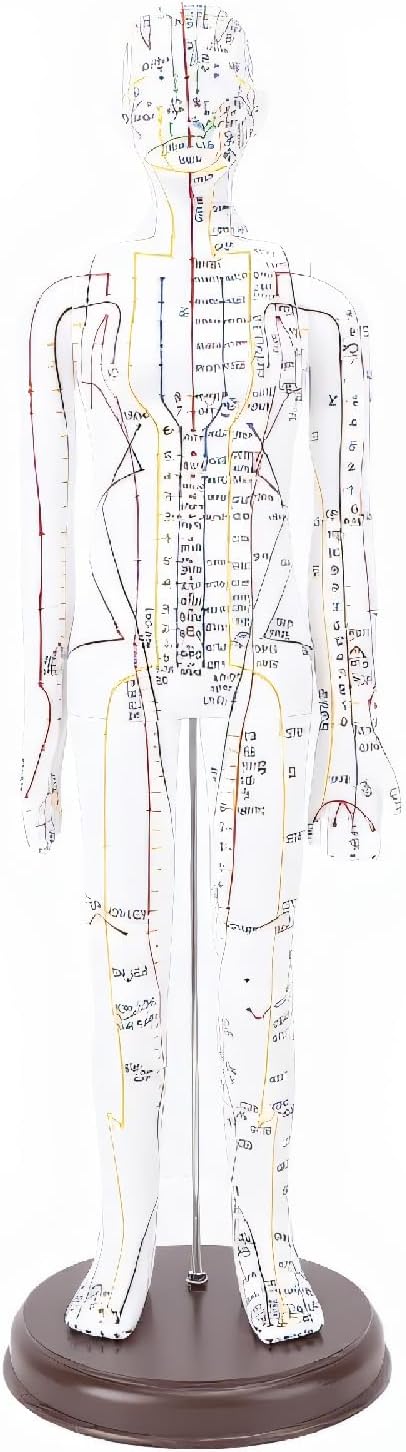 52cm Human Body Acupuncture Model, Female Chinese Teaching Acupoint Mannequin with Base, Pressure Point Model for Student Teaching Demonstration
