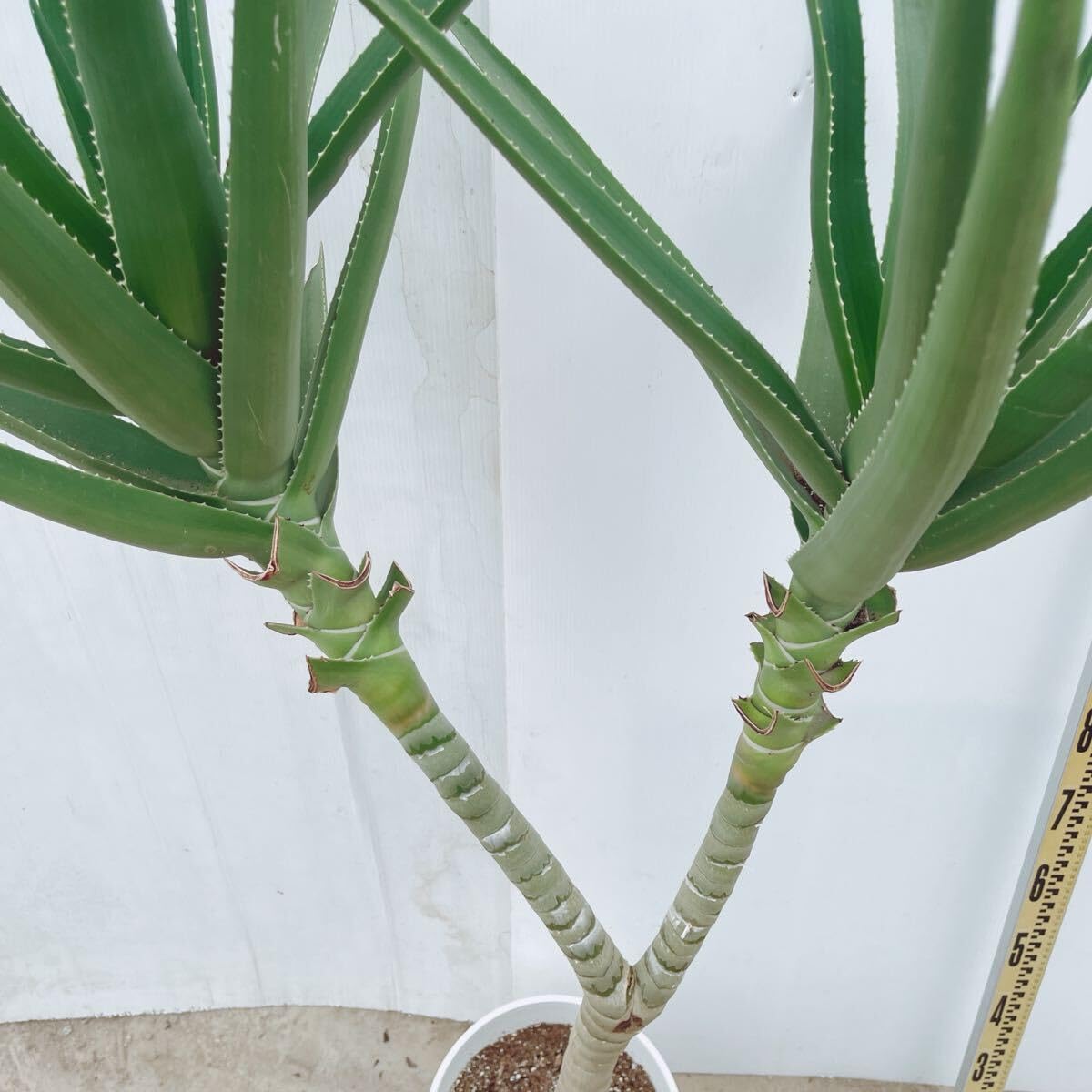 Amazon｜多肉植物 アロエ メデューサ10号 大型大株 品種レア ロック