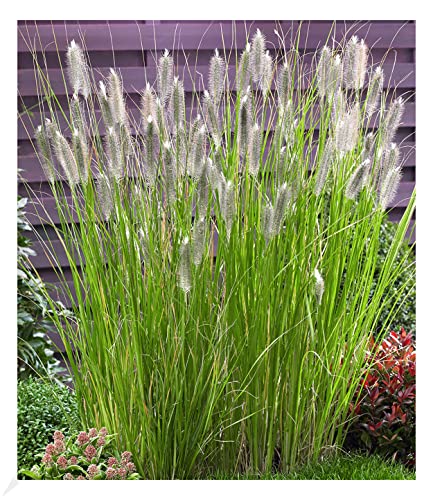 BALDUR Garten Lampenputzergras Magic, 1 Pflanze, Pennisetum alopecuroides Magic, Ziergras, 3 Pflanzen pro Quadratmeter, winterharte Staude, trockenresistent, mehrjährig, blühend