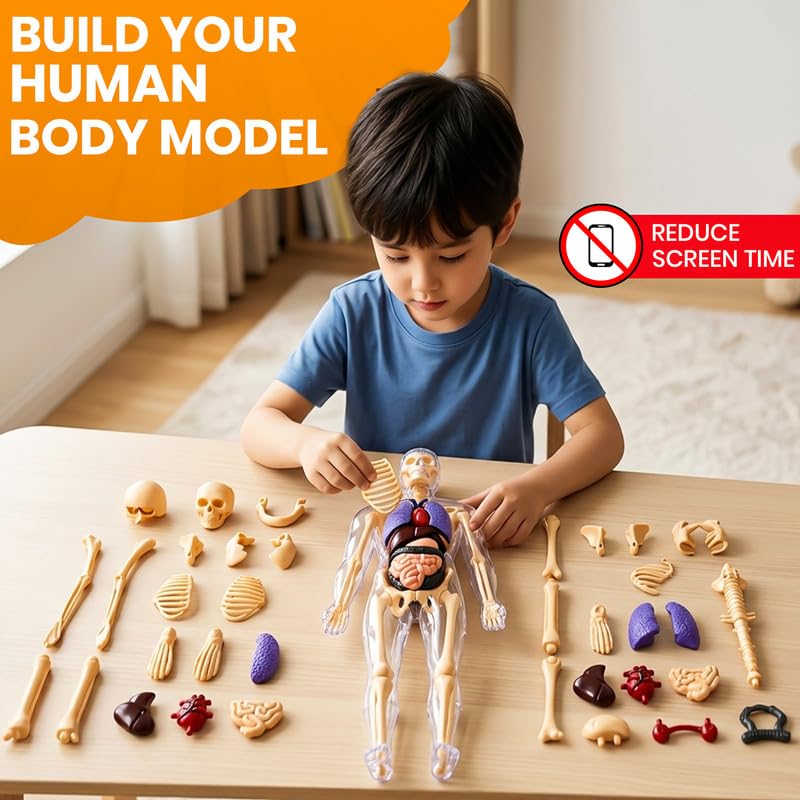 NHR Interactive Human Body Model for Kids 5-12 Years | 29 Pieces Anatomy Kit with Dynamic Body Parts | Birthday Gift | STEM Educational Learning Science Toys & Kits for 5,6,7,8,9,10,11,12 Years