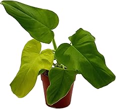Fangblatt - Philodendron Golden Violin - Zimmerpflanze im 12 cm Topf - pflegeleichte Zierpflanze