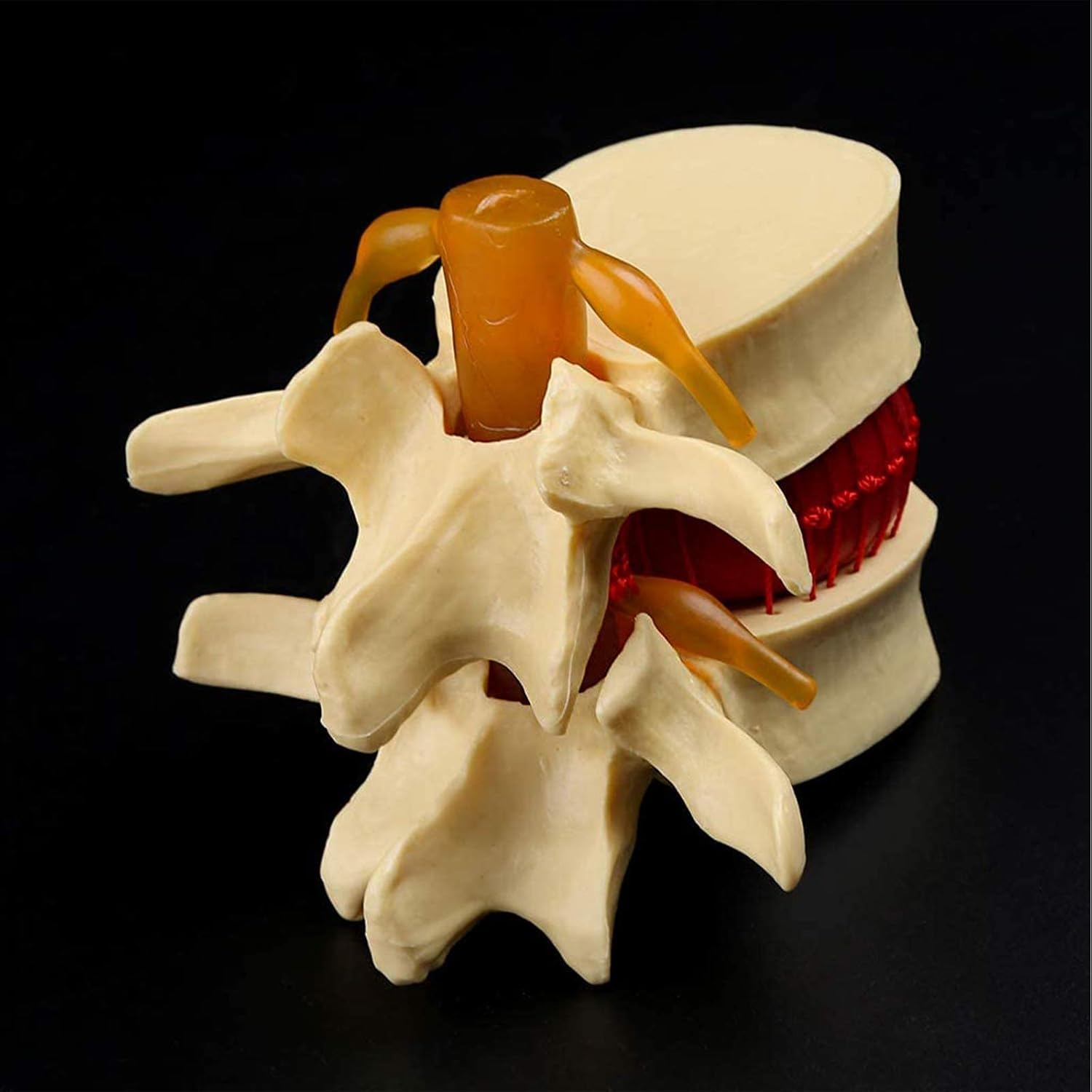 Model anatomiczny człowieka, anatomia jamy ustnej, ludzki przepuklina dysku lędźwiowego, model demonstracyjny, anatomia ludzkiego kręgosłupa, ludzki kręgosłup, kręgosłup lędźwiowy