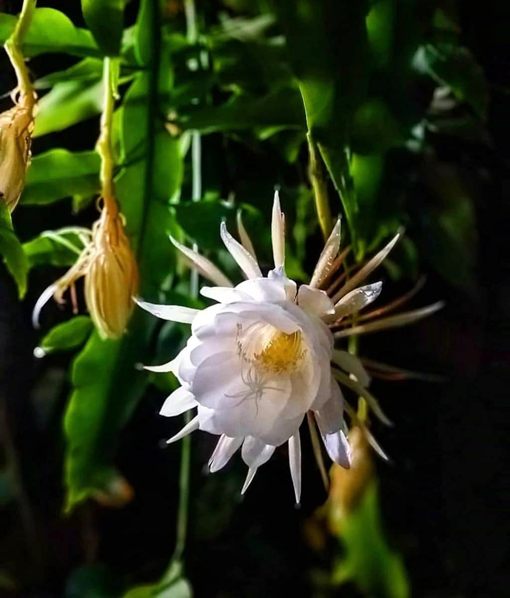 MANISHAS DAFFODILS RARE QUEEN OF THE NIGHT/BRAHMA KAMAL LIVE PLANT,GARDEN DECORATIVE PLANT IN GROW BAG. (B0BP8G9G1C) Amazon Price History, Amazon Price Tracker