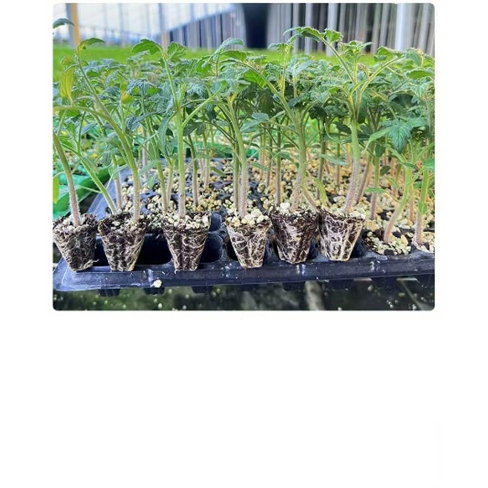 Plateaux à 72 cellules de germination pour graines de fleurs et légumes