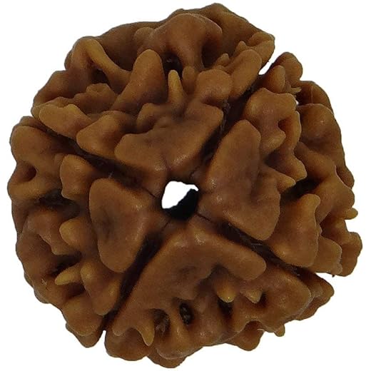 Nepali Rudraksha 4 Mukhi Natural Certified