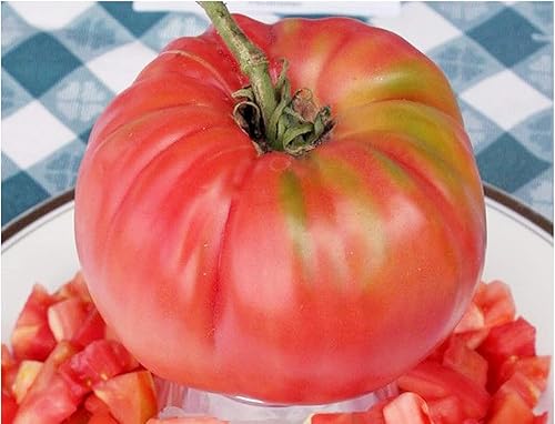 Semillas de tomate Mortgage Lifter - Tomate grande - Uno de los tomates más deliciosos para el cultivo doméstico.