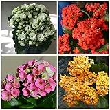 New 100pcs Kalanchoe Flower Seeds Multi Colour Generic