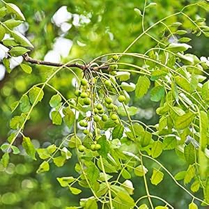 Neem Tree Seeds 30 Bonsai Tree Seeds Kamerplanten Neem Tree Plant Verhoogde bedden voor tuin Bonsai Pot Winterharde planten voor tuin Balkonplanten