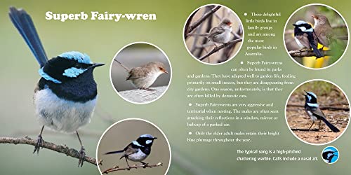 A First Book of Australian Backyard Bird Songs (sound books) - Image 6