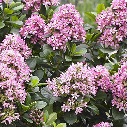 ESCALLONIA Pink Ellie by Sycamore Trading. A New Introduction Growing just 90-100 cm Tall, Extremely floriferous. (2)