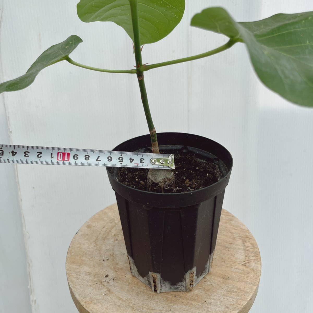 Amazon.co.jp: コーデックス ボンバックス 4号 実生 レア塊根