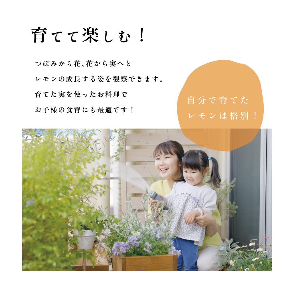 Amazon.co.jp: ピンクレモネード 【特選2年生苗木】 レモンの木 斑入り